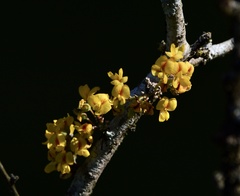 Geoffroea decorticans