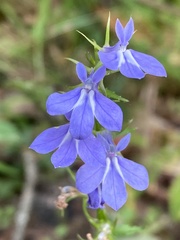 Lobelia amoena