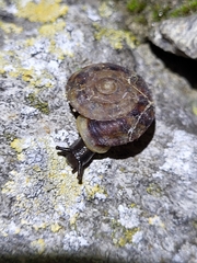 Helicigona lapicida