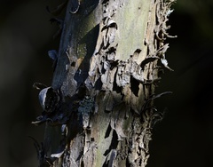 Geoffroea decorticans