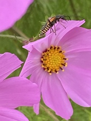 Chauliognathus limbicollis