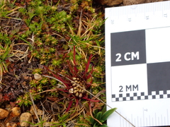 Lysipomia multiflora