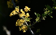 Geoffroea decorticans