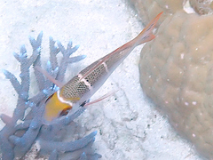 Monotaxis heterodon