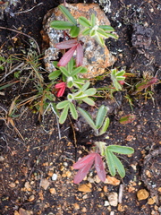 Polylepis