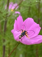Chauliognathus limbicollis