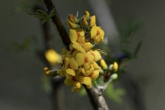 Geoffroea decorticans