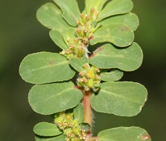 Euphorbia mendezii