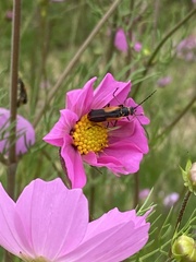 Chauliognathus limbicollis