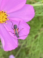 Chauliognathus limbicollis