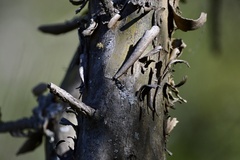 Geoffroea decorticans