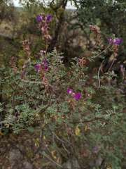 Dalea bicolor
