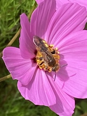 Xanthocampsomeris limosa