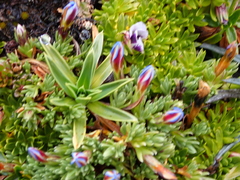 Gentiana sedifolia