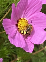 Xanthocampsomeris limosa