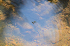 Trepobates pictus