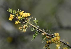 Geoffroea decorticans