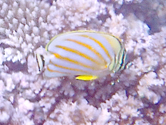 Chaetodon ornatissimus