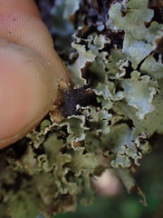 Cetrelia cetrarioides