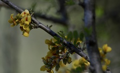Geoffroea decorticans
