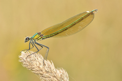 Calopteryx