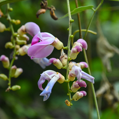 Canavalia septentrionalis