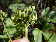 Ligusticum scothicum