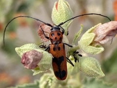Tylosis maculatus