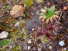 Lysipomia multiflora