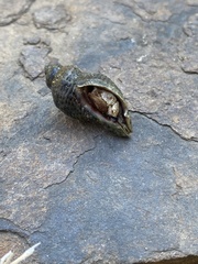 Acanthinucella