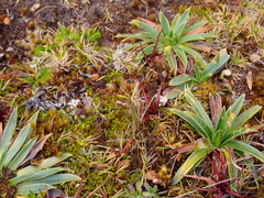 Lysipomia multiflora