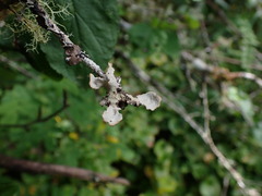 Lobarina scrobiculata