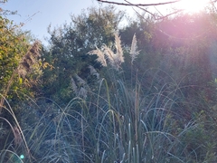 Cortaderia selloana