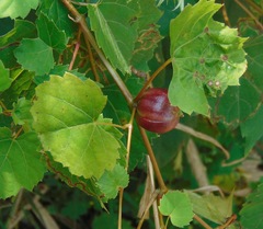 Ampelomyia vitispomum