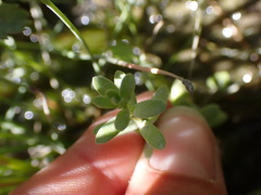 Lysimachia maritima