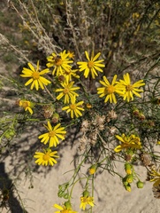 Senecio flaccidus monoensis