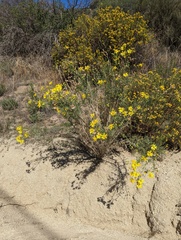 Senecio flaccidus monoensis