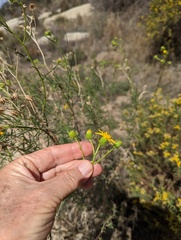 Senecio flaccidus monoensis