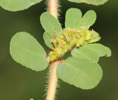 Euphorbia mendezii