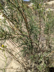 Senecio flaccidus monoensis