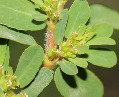 Euphorbia mendezii