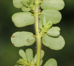 Euphorbia mendezii