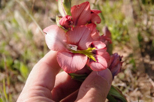 Image of Gladiolus meliusculus by (c) Eric Knight, some rights reserved (CC BY)