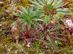 Lysipomia multiflora
