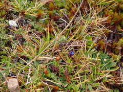 Gentiana sedifolia