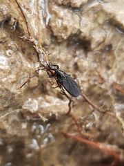 Dilophus orbatus