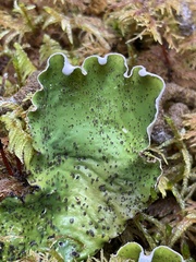 Peltigera britannica