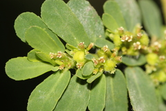 Euphorbia mendezii