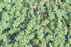Euphorbia mendezii