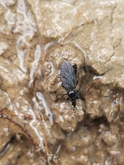 Dilophus orbatus